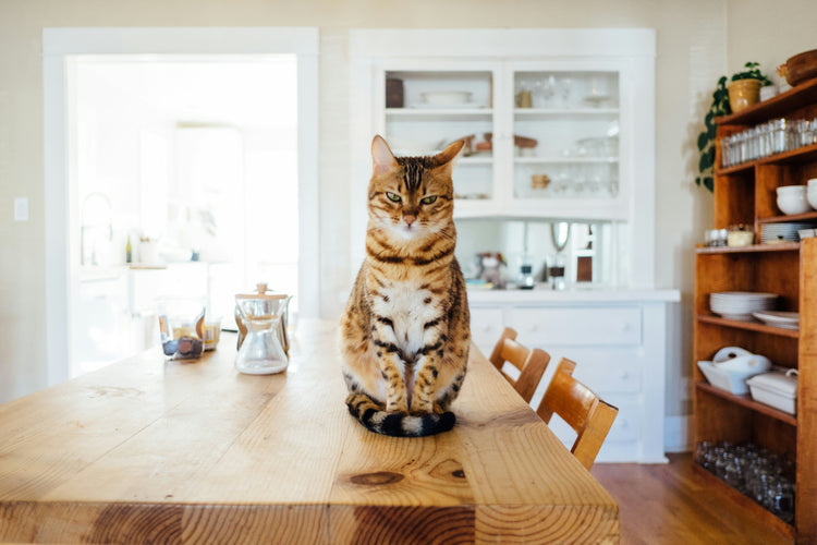 FOR CATS